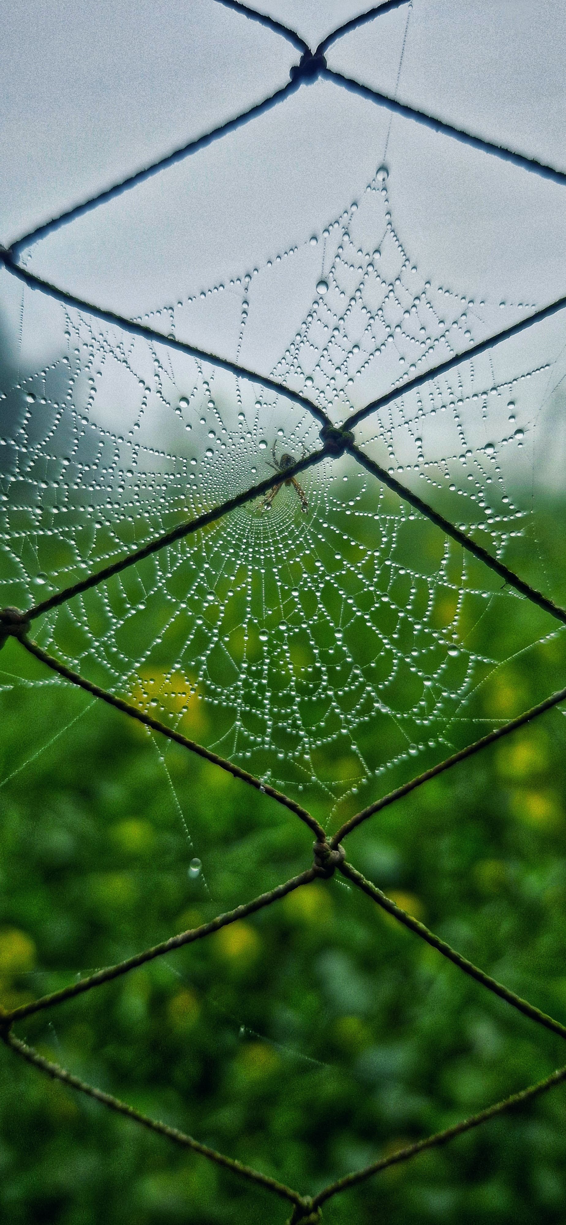A spider web glistens in the sunlight, framed by a wire fence in the background.