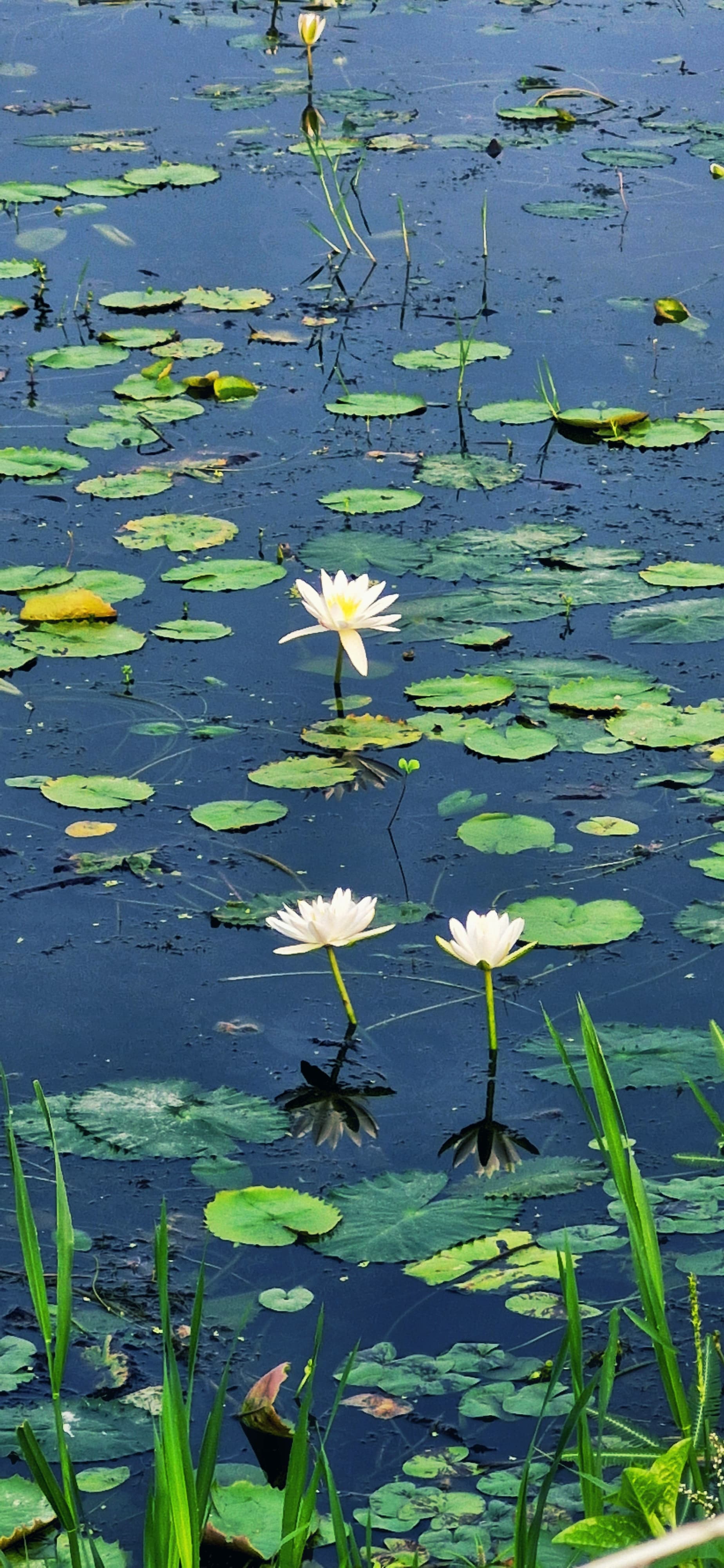 White Lotus flowers blooming on the surface of a tranquil pond, surrounded by green leaves and reflections in the water.