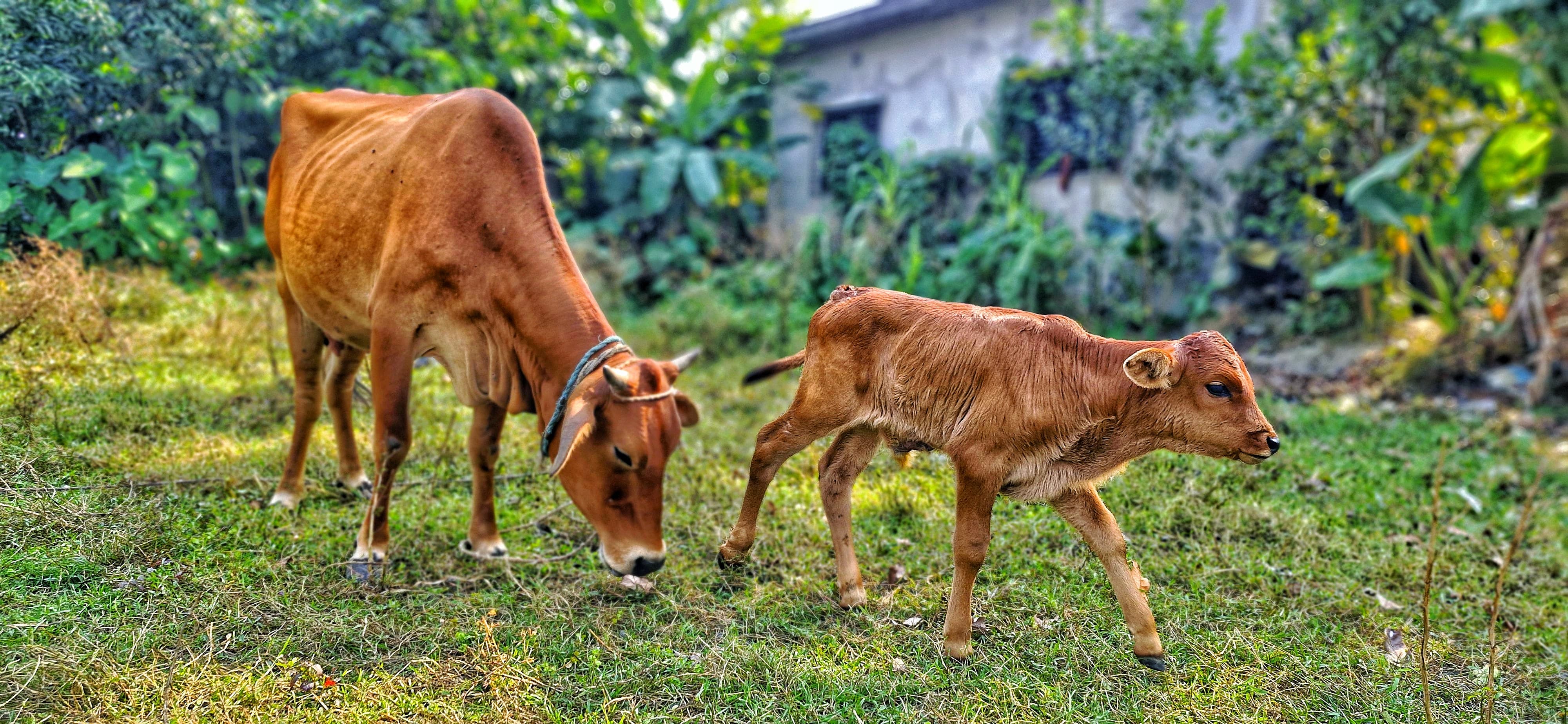 A cow and her calf stand together in a green field under a clear blue sky.