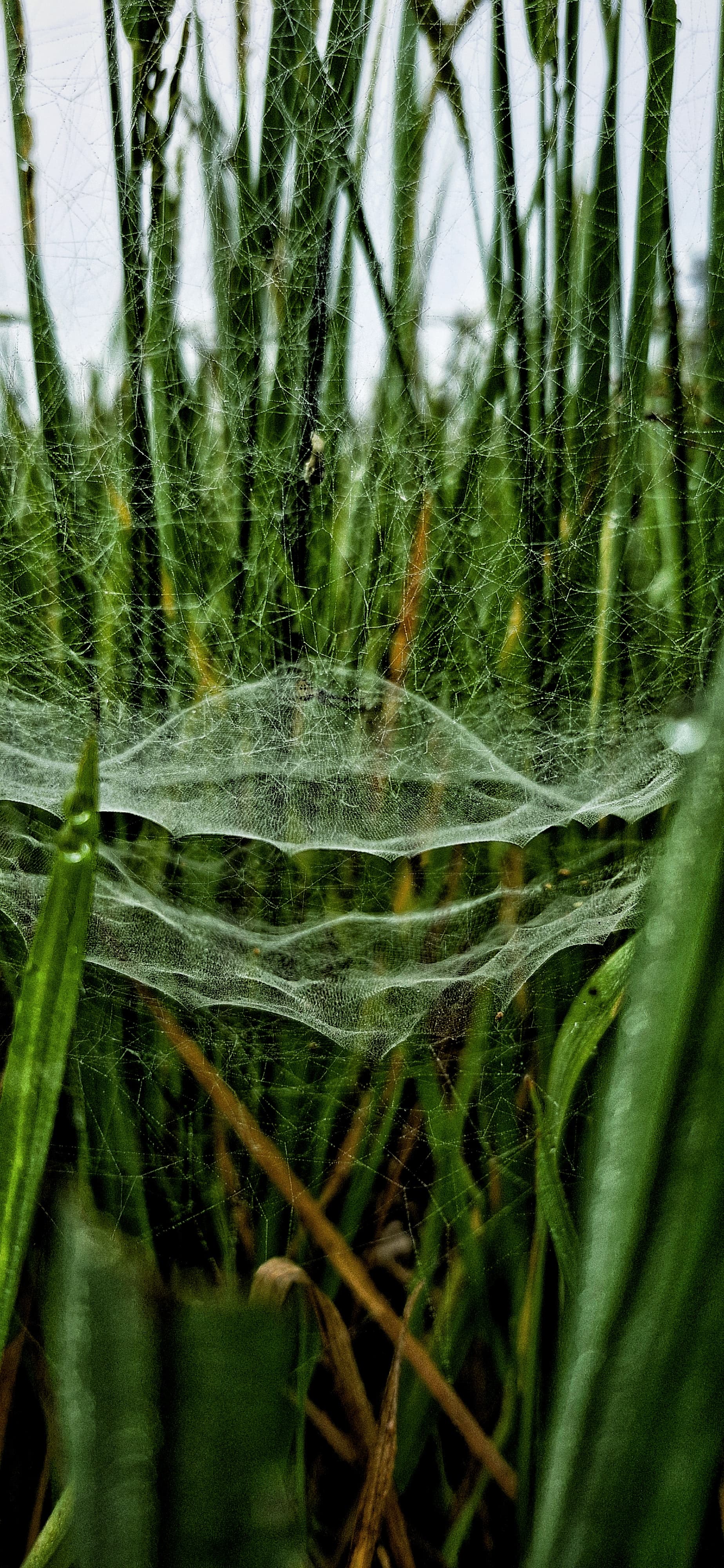 A delicate spider web glistens in the grass, showcasing intricate patterns and morning dew droplets.