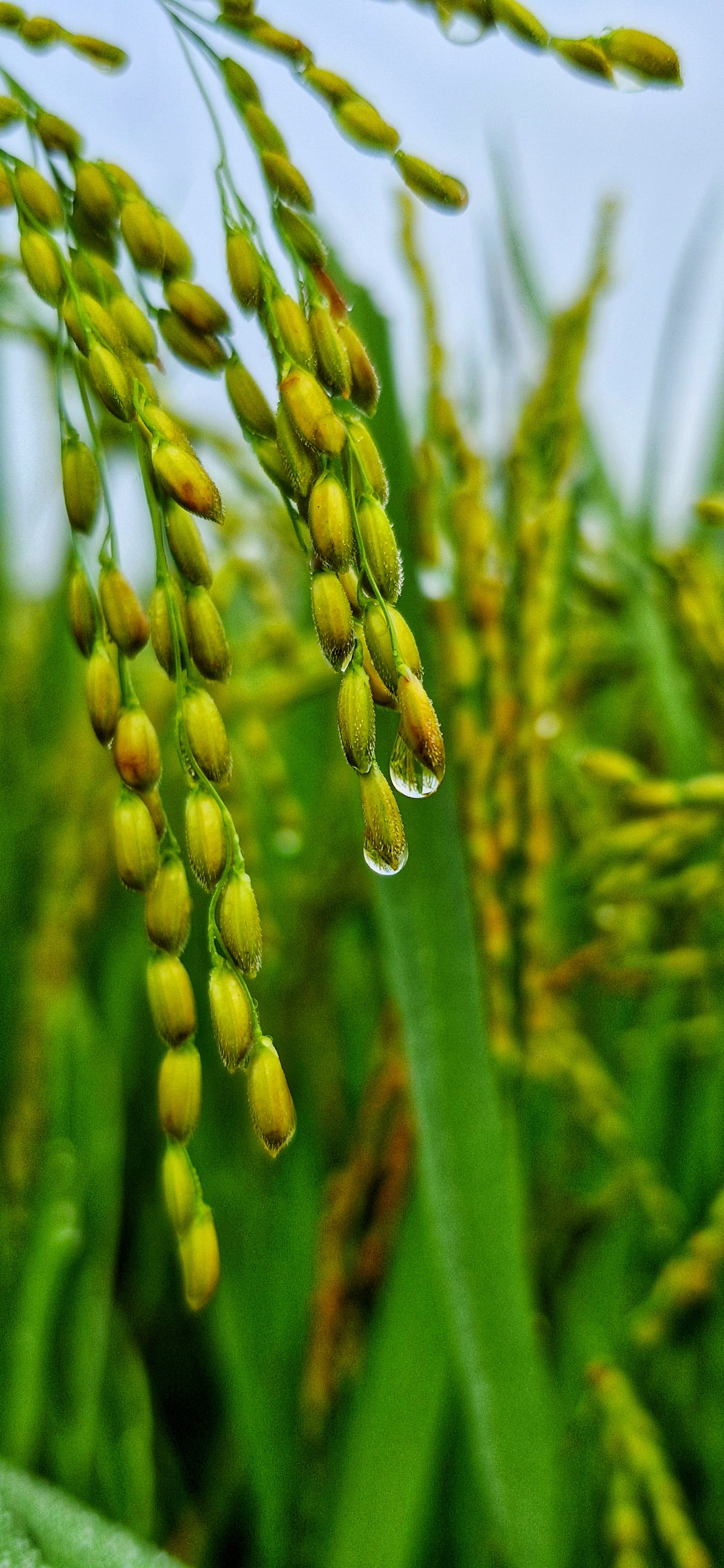 Rice plants growing lushly in a green field under clear blue skies.