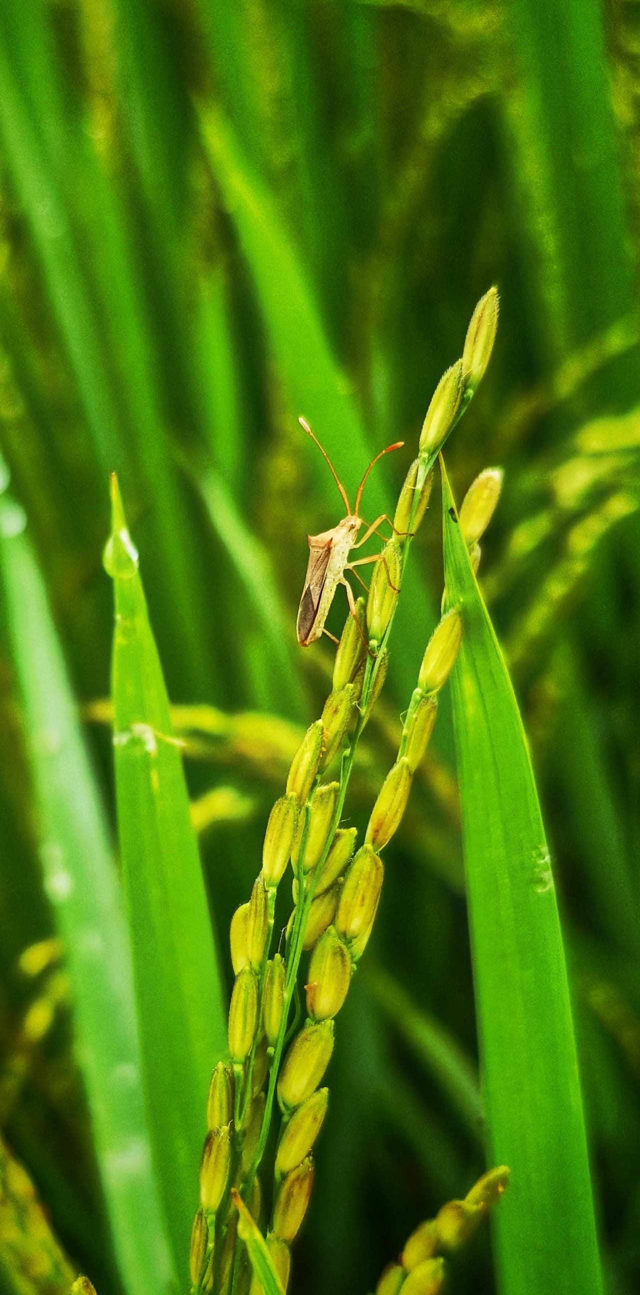 Rice plant with a small insect resting on one of its leaves, showcasing the interaction between flora and fauna.
