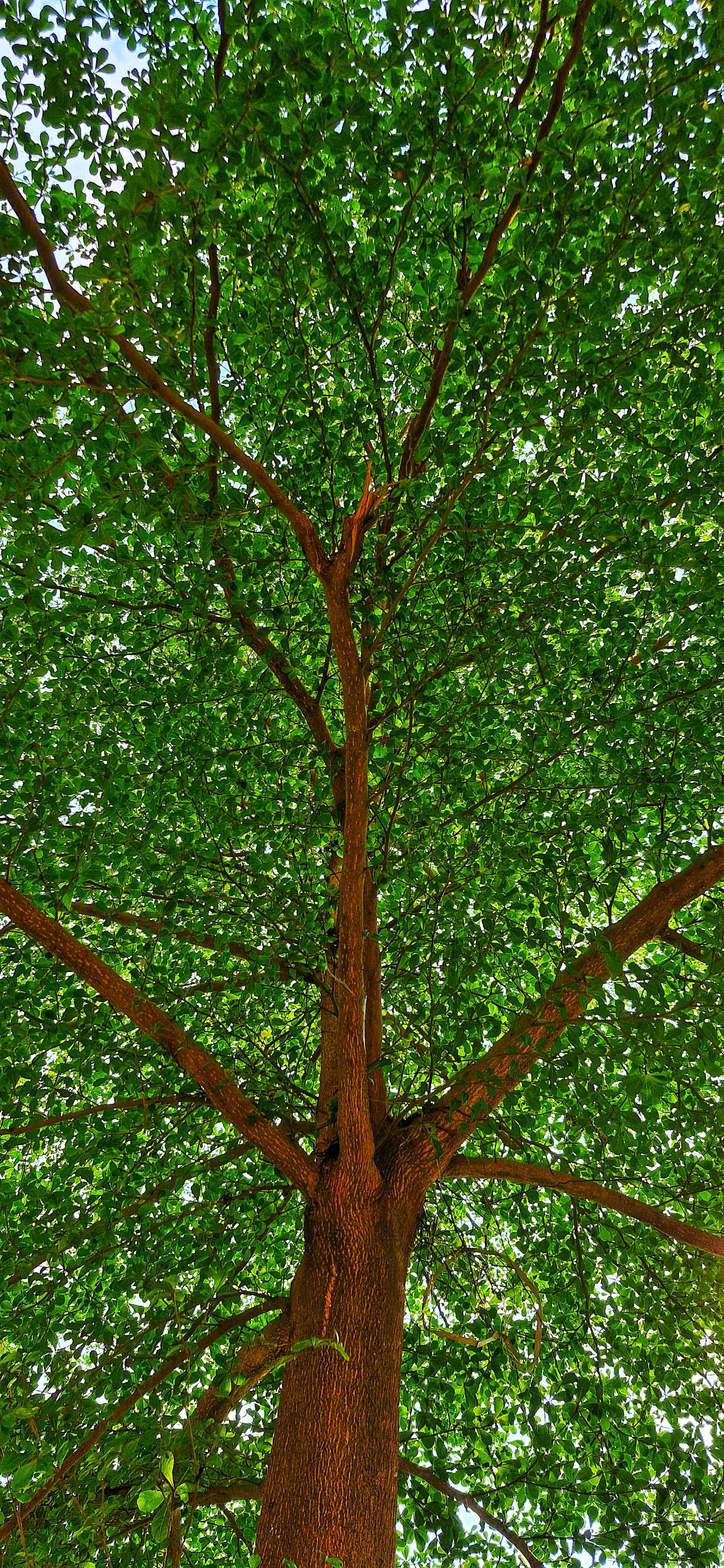 A large leafy tree stands, symbolizing the passage of time in a natural setting.