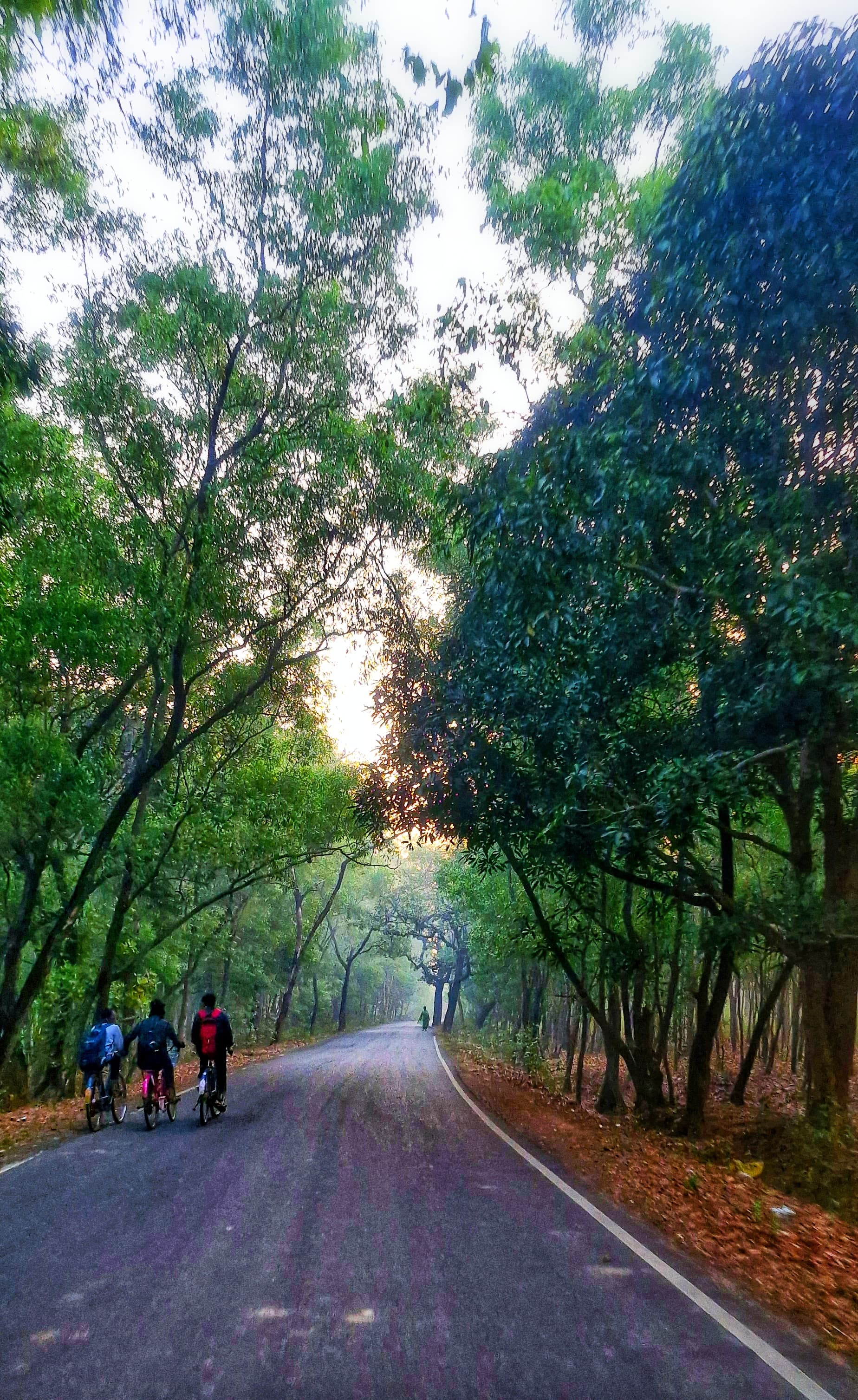 A group of cyclists riding bicycles along the road, surrounded by trees and natural scenery.