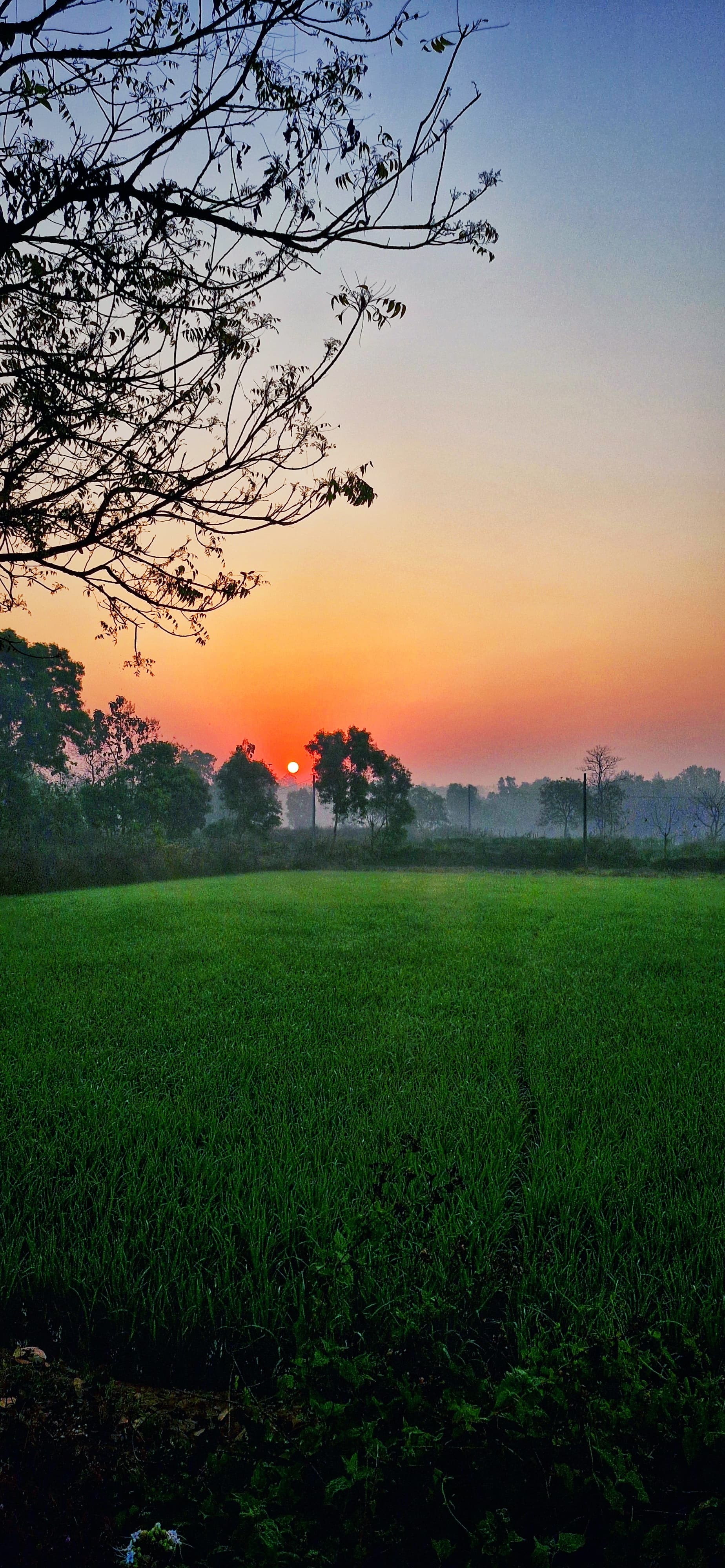 A solitary tree stands in the center of a vast green field under a clear blue sky.