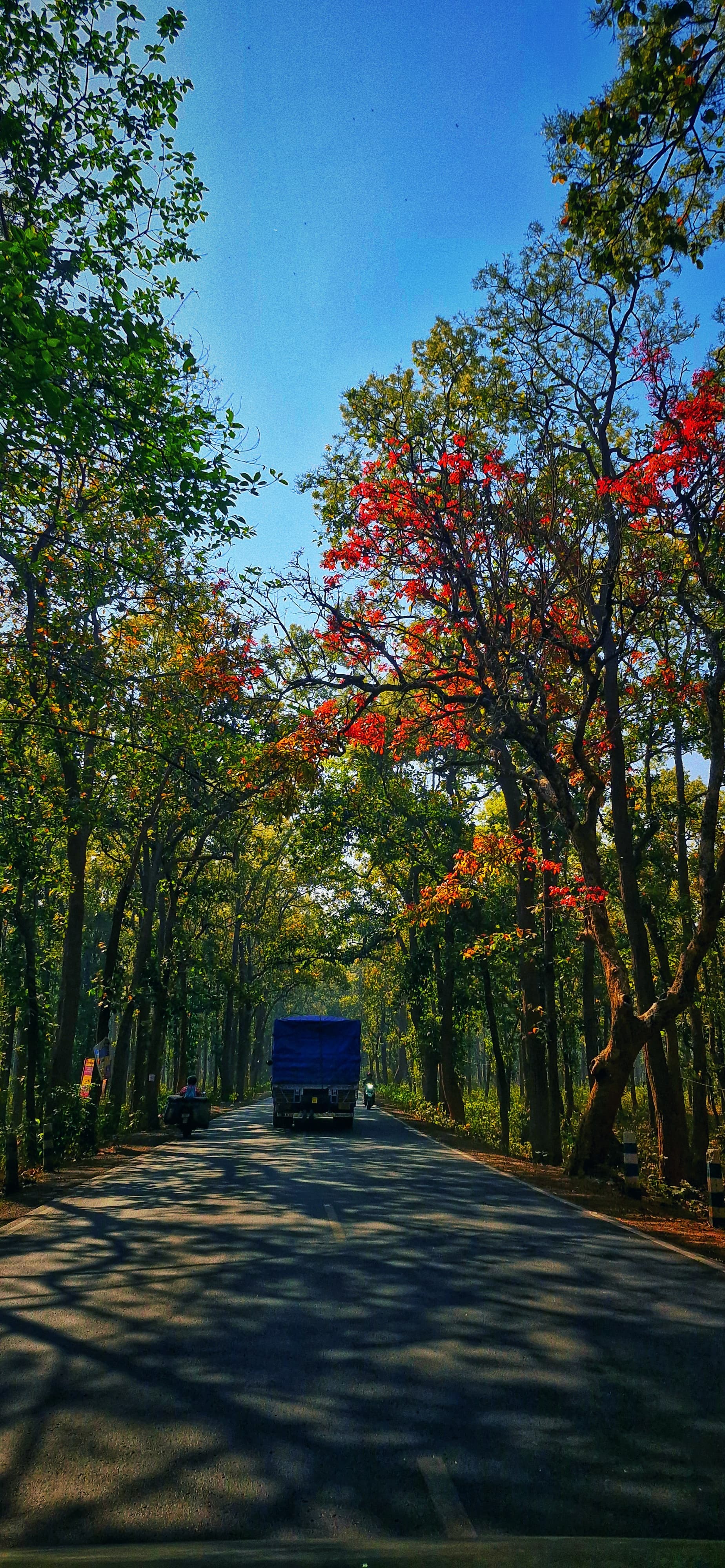 A truck drives along a tree-lined road, surrounded by greenery and sunlight filtering through the leaves.